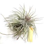 チランジアイオナンタ'ゼブリナ'