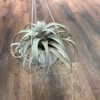 (現品) チランジア キセログラフィカ (No.21982) (エアープランツ ティランジア 観葉植物 おしゃれ 壁掛け インテリア ミニ 小型 大型 吊り下げ xerographica)