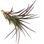 チランジア'パチャラレッドフェニックス'