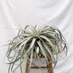 (現品) チランジア キセログラフィカ (No.22197) (エアープランツ ティランジア 観葉植物 おしゃれ 壁掛け インテリア ミニ 小型 大型 吊り下げ xerographica)