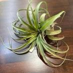 チランジア'エリックノブロック'