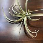 (現品) チランジア 'クラウニンググローリー' (No.22405) (エアープランツ ティランジア キセログラフィカ エクセルタ Crowning Glory xerographica  exserta)