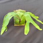 ビカクシダ'ホーンズサプライズ'