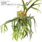 コウモリラン'マウナロア'