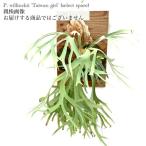 ビカクシダウィリンキー'タイワンガ...