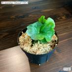 コウモリランワンダエ'ドワーフ'メ...