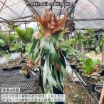 ビカクシダウィリンキー'キングコング'