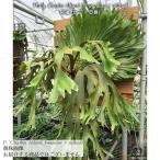 ビカクシダ'チャールズアルフォード'