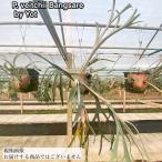 ビカクシダビーチー'バーンサレー'