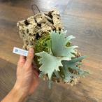 ビカクシダウィリンキー'バクテリア'