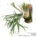 ビカクシダ'ハクナマタタ'