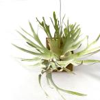 ビカクシダウィリンキー'ペドロタツ...