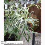 ビカクシダアルシコルネドワーフ