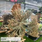 ビカクシダウィリンキー'ナノ'