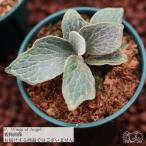 (現品) ビカクシダ 'ウィングスオブエンジェル' (TC) (No.41164) (コウモリラン 観葉植物 おしゃれ wings of angel willinckii ウィリンキー メリクロン苗)