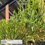 ビカクシダリドレイ'パカラン'