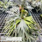 ( на данный момент товар ) папоротник олений рог wi Lynn ключ ' бактерии ' (spore) (No.41180) ( платицериум декоративное растение модный интерьер Platycerium willinckii 'Bacteria'.. рассада )