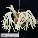 ( на данный момент товар ) папоротник олений рог 'nemo' (TC) (No.41181) ( платицериум декоративное растение модный интерьер подвешивание ниже орнамент wi Lynn ключ × пляж -remoinei'Nemo')