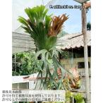 ビカクシダウィリンキーcv.ガロウ