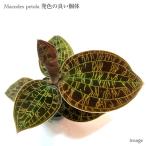 ショッピング観葉植物 マコデス ペトラ 発色の良い個体   (ジュエルオーキッド 宝石蘭 観葉植物 熱帯植物 ビバリウム テラリウム パルダリウム おしゃれ Macodes petola)