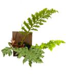 (現品) アグラオモルファ メイニアナ クレステッド (No.62131) (観葉植物 おしゃれ インテリア 吊り下げ 壁掛け ミニ 小型 大型 Aglaomorpha meyeniana crested)
