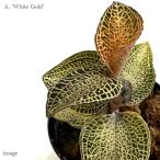 ショッピングテラリウム アネクトキルス ロクスバーギー 'ホワイトゴールド' (ジュエルオーキッド 宝石蘭 熱帯植物 ビバリウム テラリウム パルダリウム 観葉植物 おしゃれ)