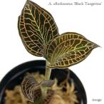 anekto cut sarubo Linea -tas' черный язык je Lynn ' 2 размер ( драгоценности o- Kid драгоценнный камень орхидея декоративное растение . obi растения bi шероховатость um террариум Pal dalium)