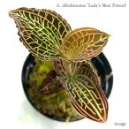 アネクトキルス アルボリネアータス 'レディズ ベストフレンド'  (ジュエルオーキッド 宝石蘭 ビバリウム テラリウム パルダリウム 'Lady's Best Friend')