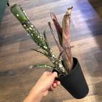 (現品) ビルベルギア 'ムーランルージ