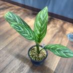 ( на данный момент товар ) UGG laonema' машина tisi-' (No.62677) ( декоративное растение . obi растения bi шероховатость um террариум Pal dalium модный интерьер салон Aglaonema 'Curtsii')