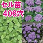 【花のセル苗】プラグ苗　アゲラタム　アロハブルー　460穴360本　特価　自家用　業務用　送料無料