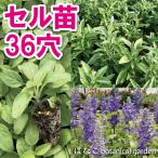 ブルーサルビアレア36穴34本特価...