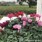 【花のタネ・種】ガーデンシクラメン・デュオ・ミックス　約30粒　ミニシクラメン