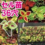 コリウスウィザードミックスプラグ苗...