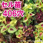 コリウスウィザードミックスプラグ苗...