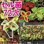 コリウスウィザードミックスプラグ苗...