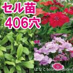 【花のセル苗】ダイアンサス　テルスター　ミックス　406穴360本　特価　プラグ苗　播種　自家用　業務用　なでしこ　送料無料