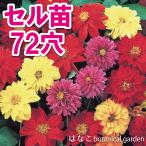 プラグ苗ダリアミックス72穴70本...
