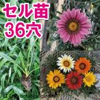 プラグ苗ガザニアベッキーミックス3...