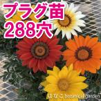 プラグ苗ガザニアミックス288穴2...