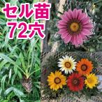 プラグ苗ガザニアベッキーミックス7...
