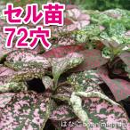 ヒポエステスコンフェティミックス7...