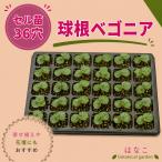 【花のセル苗】　球根ベゴニア　フォーチュン　ミック