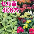 【花のセル苗】プラグ苗　金魚草　スナップティーニ　ミックス　406穴360本　特価　播種　自家用　業務用　送料無料