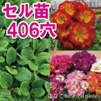 【花のセル苗】プラグ苗　プリムラ　ポリアンサ系・メ
