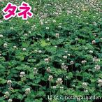 [ цветок. tane* вид ] белый clover 1kg. пчела садоводство зеленый .. год . сидераты Mitsuba chi 4 . лист. clover городской пейзаж для произведение предмет улучшение почвы почвопокровные растения 