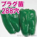 プラグ苗エースピーマン288穴26...