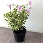 ハーブゼラニウム 斑入りレモン 3.5号 自家栽培 希少品種 観葉植物 家庭菜園 蚊連草