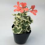 [ geranium seedling ] color leaf geranium new orange mise skill ta- heaven .. gardening flower . leaf . leaf 