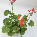 【ゼラニウム　苗】カラーリーフゼラニウム　金世界　ミセスキルター　天竺葵　　ガーデニング　花壇　葉　紅葉